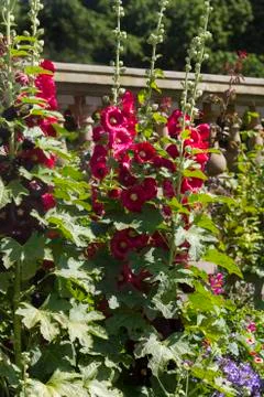 Hollyhock Stock Photos