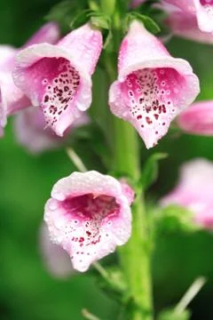 Hollyhock Stock Photos