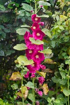 Hollyhock Stock Photos