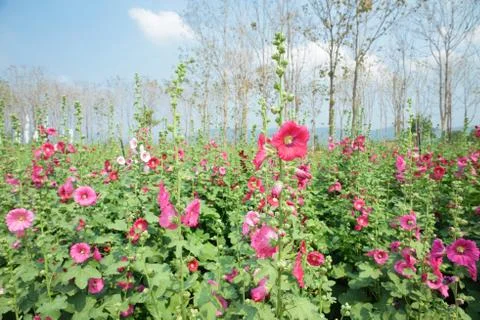 Hollyhock Stock Photos