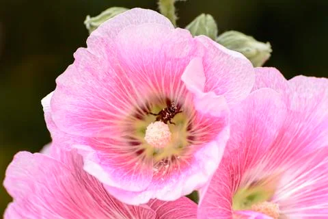 Hollyhock Stock Photos