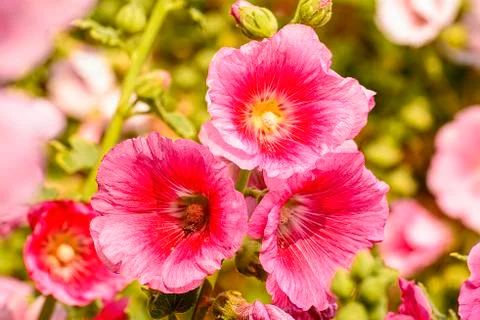 Hollyhock Foto stock