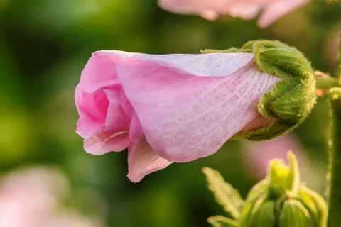 Hollyhock Foto stock