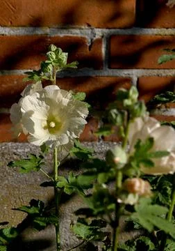 Hollyhock Foto stock