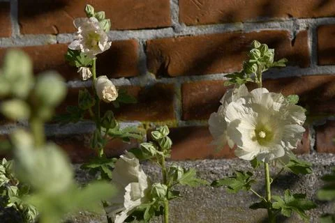 Hollyhock Foto stock