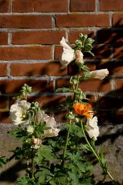 Hollyhock Foto stock