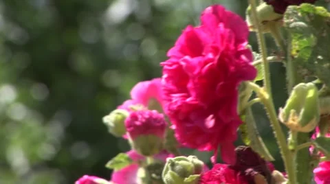 Hollyhock pink Stock Footage 1008501