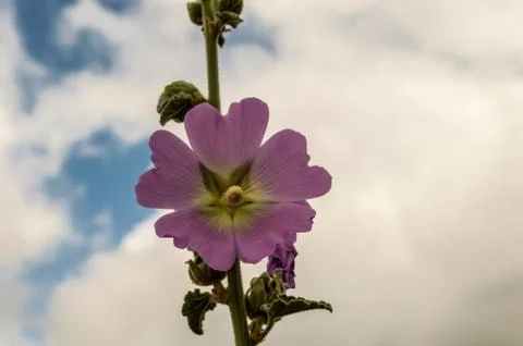 Hollyhocks in bloom Stock Photos