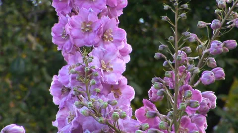 Hollyhocks at Butchart Stock Footage 33605127