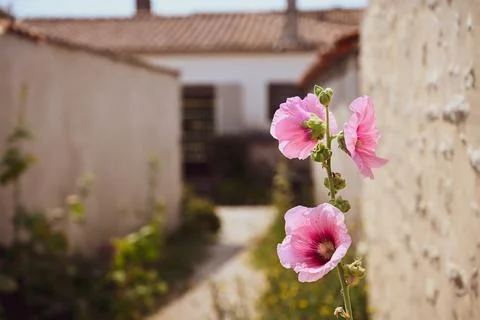 Hollyhocks Stock Photos