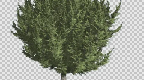 Hollywood Juniper Lower Branches Thin Trunk Coniferous Evergreen Shrub is Stock Footage 59135835