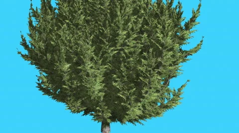 Hollywood Juniper Lower Branches of Tree Coniferous Evergreen Shrub is Swaying Stock Footage 59135917