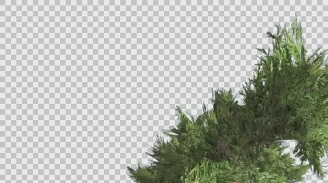 Hollywood Juniper Tall Shrub Tilts Down Coniferous Evergreen Shrub is Swaying Stock Footage 59136008