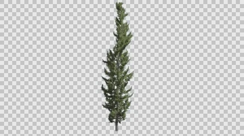 Hollywood Juniper Thin Coniferous Evergreen Shrub is Swaying a Little at the Stock Footage 59150330