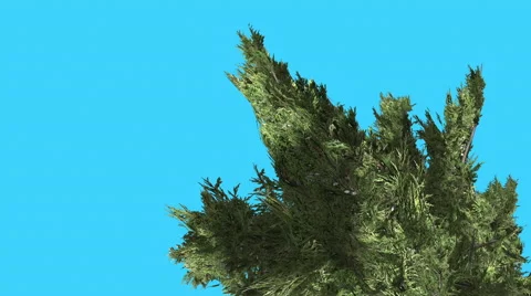 Hollywood Juniper Top of Curved Tree Coniferous Evergreen Shrub is Swaying at Stock Footage 59135339