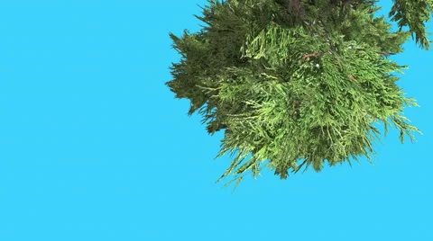 Hollywood Juniper Top Dowd Tilts Down Coniferous Evergreen Shrub is Swaying at Stock Footage 59135210