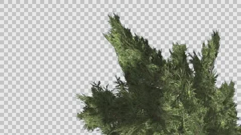 Hollywood Juniper Top Down is Swaying Coniferous Evergreen Shrub is Swaying at Stock Footage 59135148