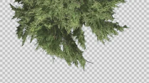 Hollywood Juniper Top Down is Swaying Coniferous Evergreen Shrub is Swaying at Stock Footage 59136155