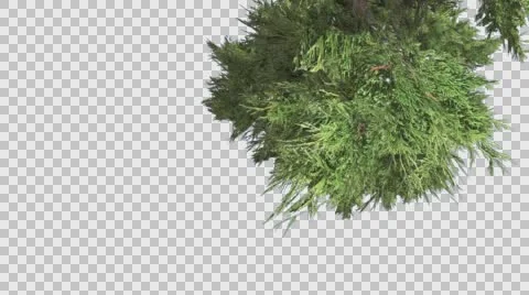 Hollywood Juniper Top Down Tall Shrub Tilts Down Coniferous Evergreen Shrub is Stock Footage 59135267