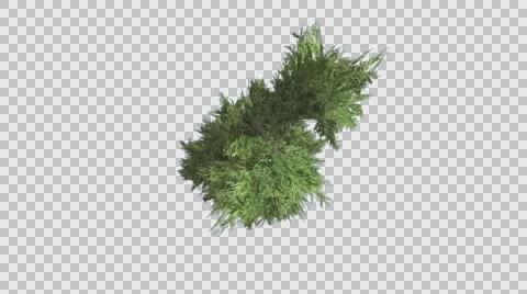 Hollywood Juniper Top Down Tilts Down Coniferous Evergreen Shrub is Swaying at Stock Footage 59151997