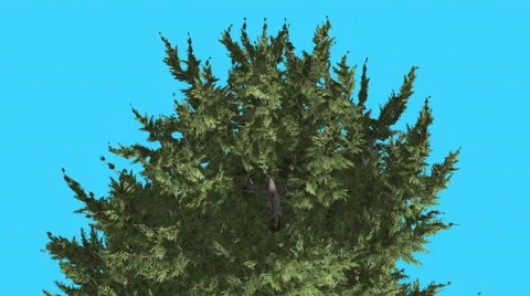 Hollywood Juniper Top of Tree Branches Coniferous Evergreen Shrub is Swaying at Stock Footage 59135005