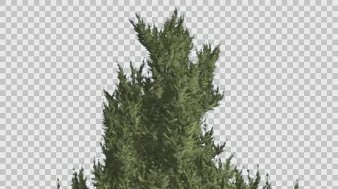 Hollywood Juniper Top of Tree Smooth Weather Coniferous Evergreen Shrub is Stock Footage 59134877