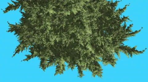 Hollywood Juniper Tree Crown Top Down Coniferous Evergreen Shrub is Swaying at Stock Footage 59135199