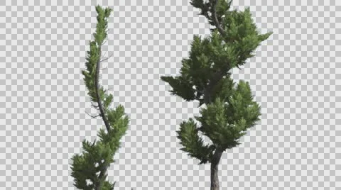 Hollywood Juniper Two Curved Thin Trees Coniferous Evergreen Shrubs are Swaying Stock Footage 59135440