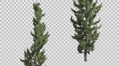 Hollywood Juniper Two Thin Coniferous Evergreen Shrubs are Swaying at the Wind Stock Footage 59135668