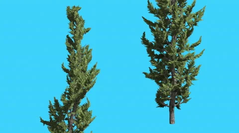 Hollywood Juniper Two Thin Trees Coniferous Evergreen Shrubs are Swaying at the Stock Footage 59135416
