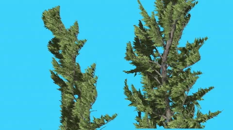Hollywood Juniper Two Trees Strong Wind Coniferous Evergreen Shrubs are Swaying Video stock 59135943