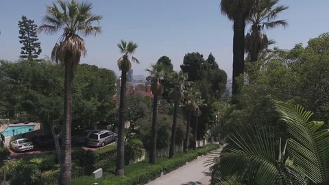 Hollywood Palm Trees 库存影片 76587408