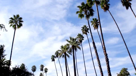 Hollywood Palm Trees Timelapse Video stock 64033770