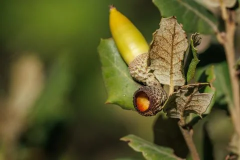 Holm oak with an empty cap without its acorn in the Font Roja natural park Stockfoto's
