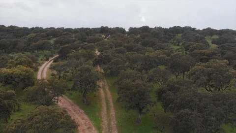 Holm oak field of spain Stock Footage 128984950