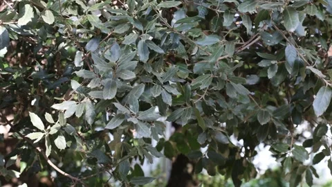 Holm oak Stock Footage 264093128
