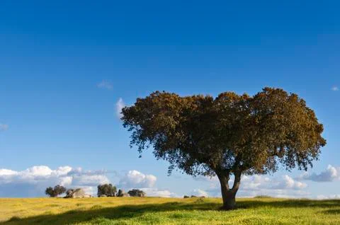 Holm oak Stock Photos