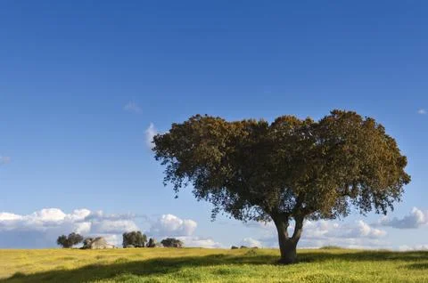 Holm oak Stock Photos