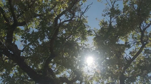 Holm oak tree with brown branches and green leaves with sunlight shining thro Stock Footage 138744502