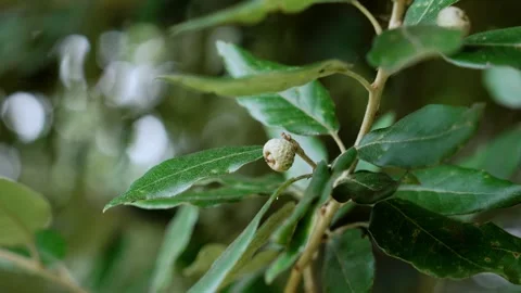 Holm oak tree with small developing acorn cup Stock Footage 341385404