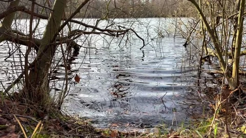 Holme Fen Lake through the trees in early Spring Stock Footage 330078489