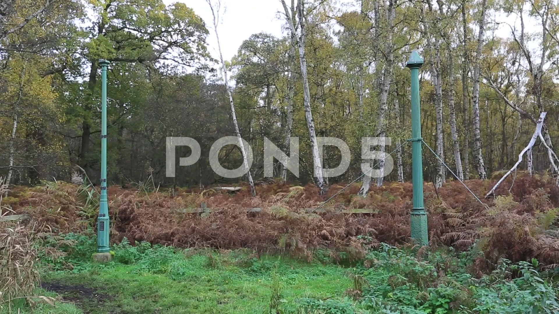 Holme Fen Posts