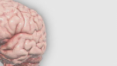 Hologram of a human heart on alpha background. Medicine, healthcare and anatomy  Stock Footage 343669284