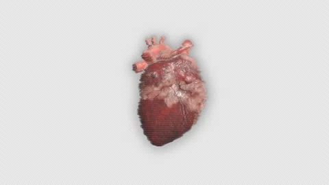 Hologram of a human heart on alpha background. Medicine, healthcare and anatomy Stock Footage 343874269