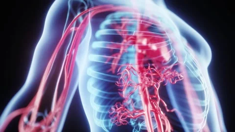 Holographic 3D animation: a transparent human body with beating heart 스톡 동영상 345012794