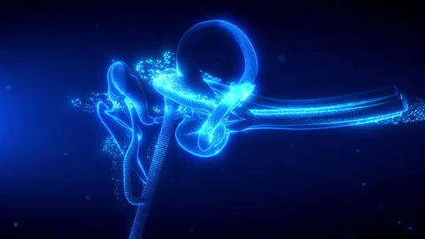 Holographic 3D Rotating Inner Ear Scanning Animation Loop Stock Footage 301436398