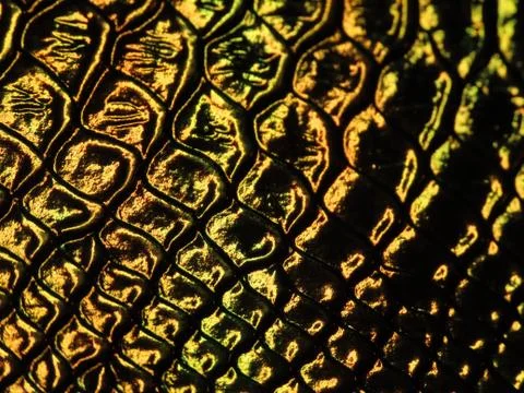 Holographic crocodile pattern Stock Photos