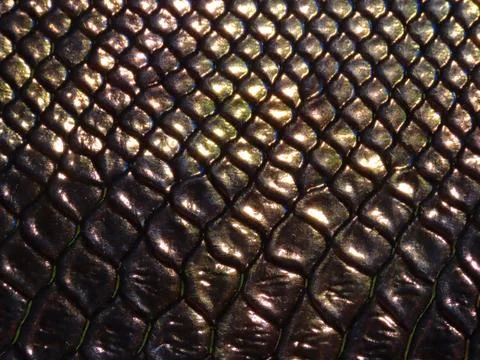 Holographic crocodile pattern Stock Photos