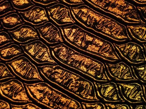 Holographic crocodile pattern Stock Photos