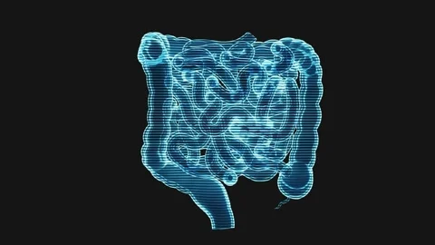 Holographic digestive system model rotates displaying intestines and colon .. Stockbeeldmateriaal 332226908